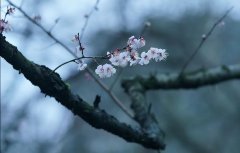 张含的十首古诗（苍松错错落落，桃花灼灼盈盈）