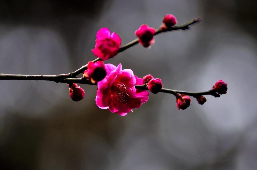 一剪梅经典诗词鉴赏，十首绝美《一剪梅》