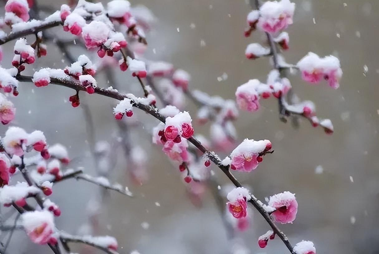 雪处疑花满，花边似雪回（十五首《梅花落》）