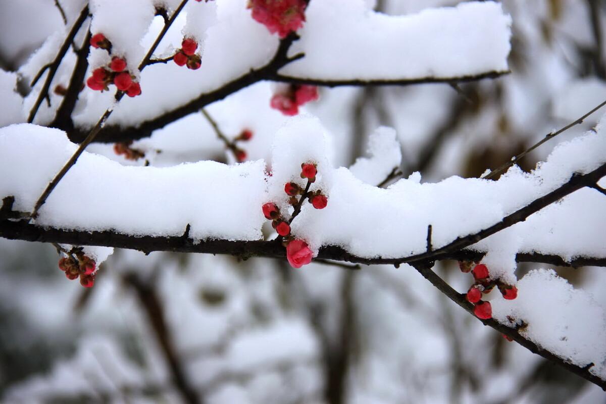 雪处疑花满，花边似雪回（十五首《梅花落》）