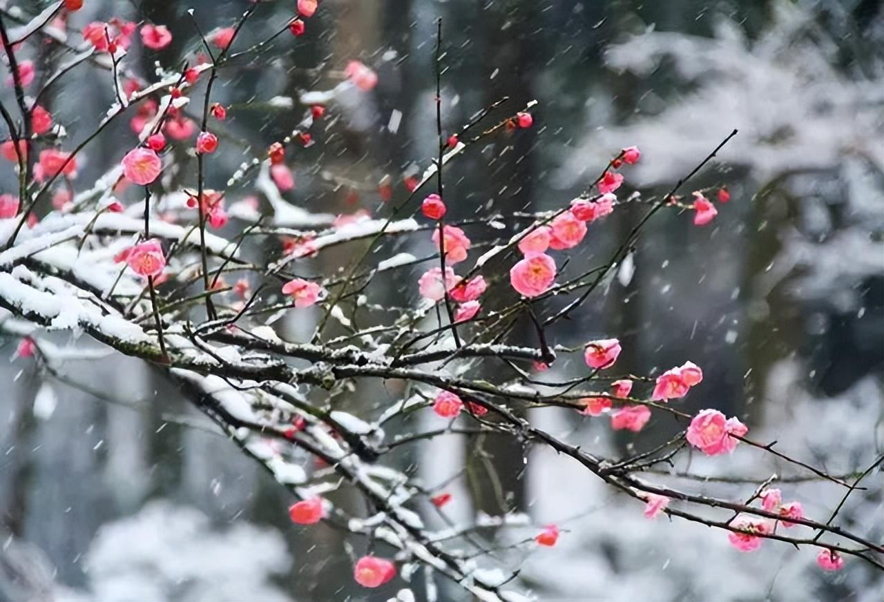 雪处疑花满，花边似雪回（十五首《梅花落》）