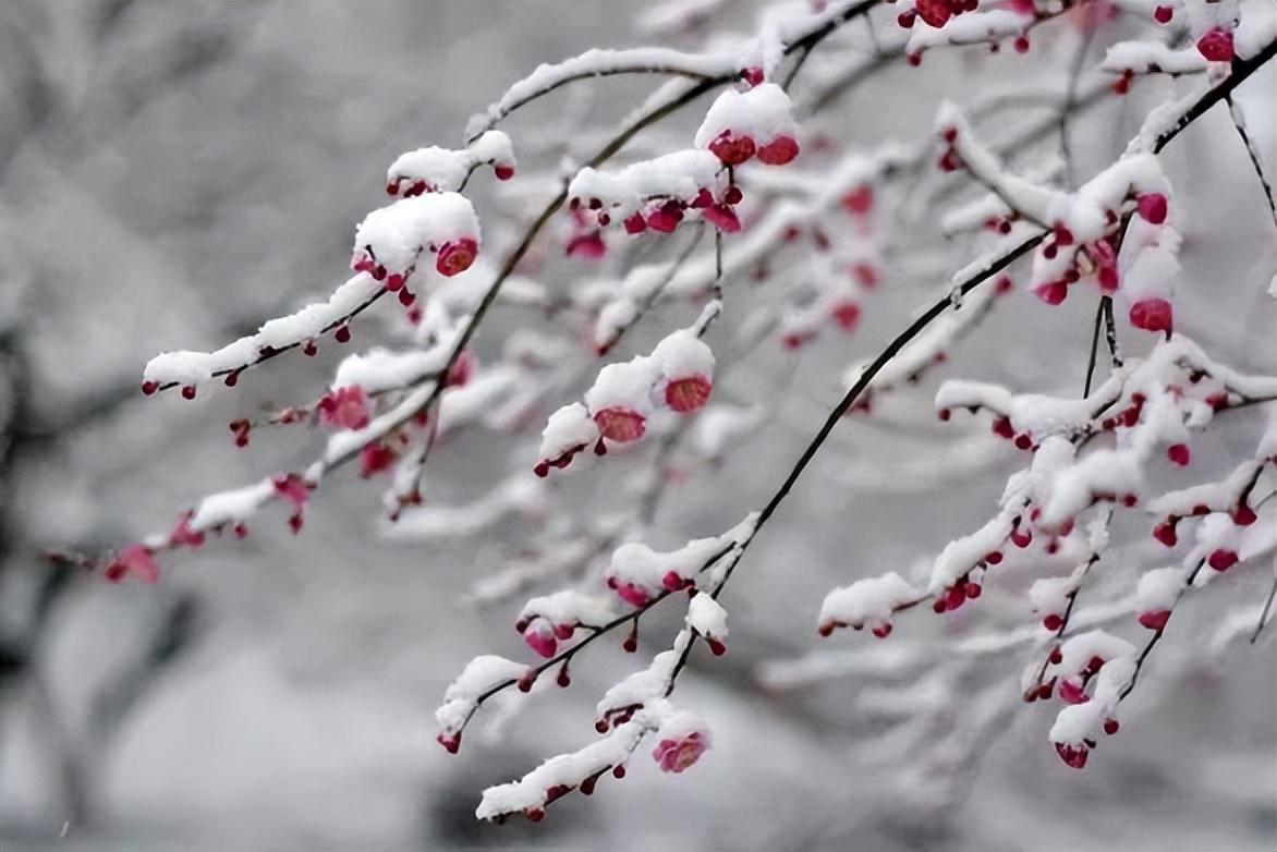 雪处疑花满，花边似雪回（十五首《梅花落》）