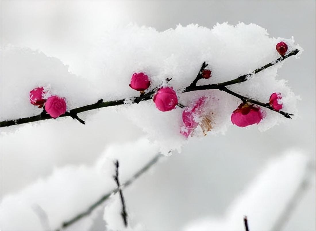 雪处疑花满，花边似雪回（十五首《梅花落》）