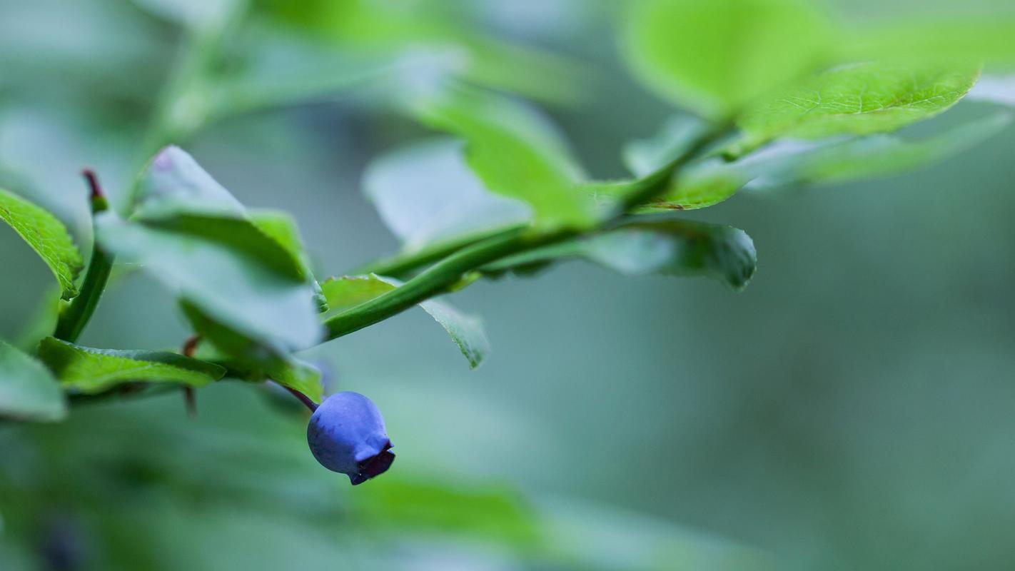 难忘的中秋节高中作文（《故乡的中秋》）