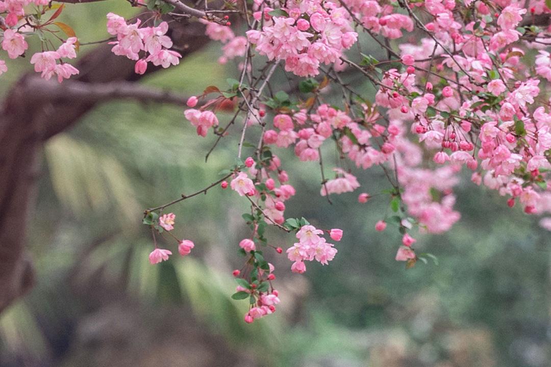 清雅唯美古诗大全（清雅流丽5首诗词）