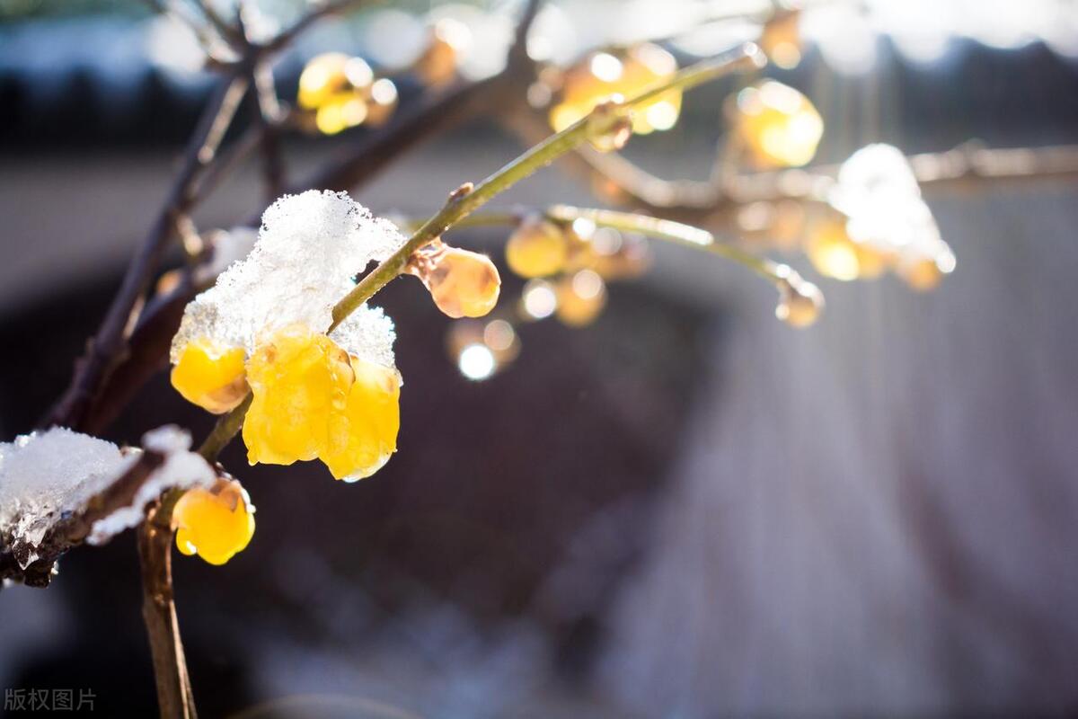 冬日岁月唯美古诗（冬日10首写雪的诗词）