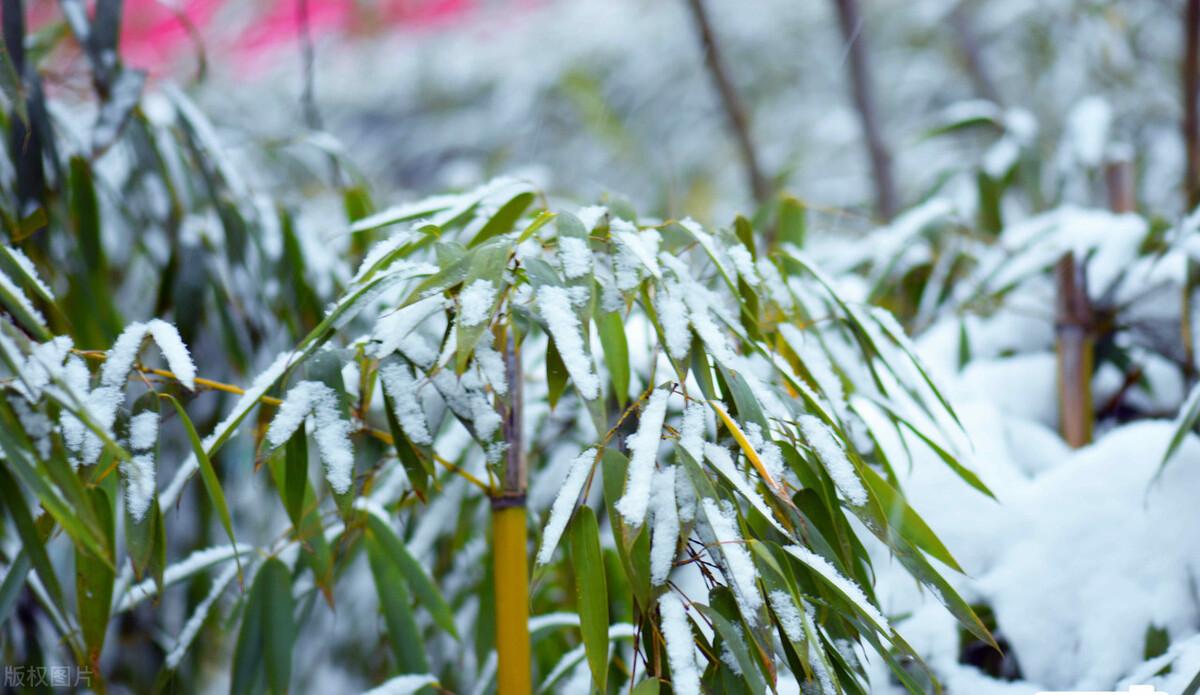 冬日岁月唯美古诗（冬日10首写雪的诗词）