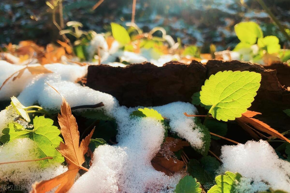 冬日岁月唯美古诗（冬日10首写雪的诗词）