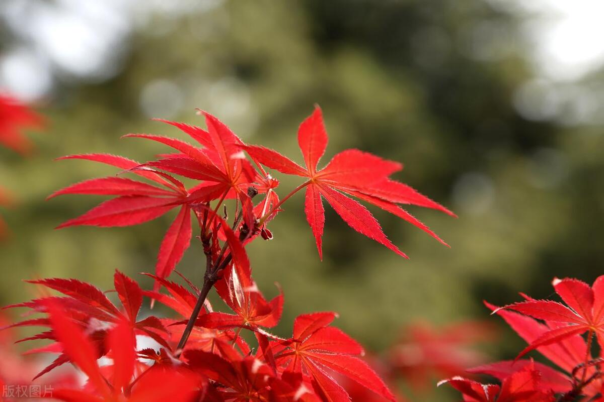 秋日唯美古诗大全（秋日红叶16首诗词）