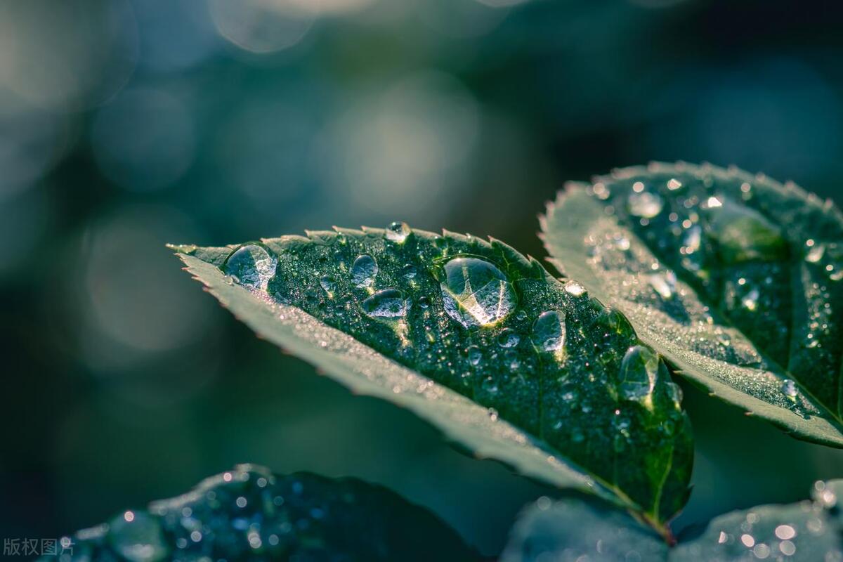 白露唯美古诗词名句（10首白露的诗词）