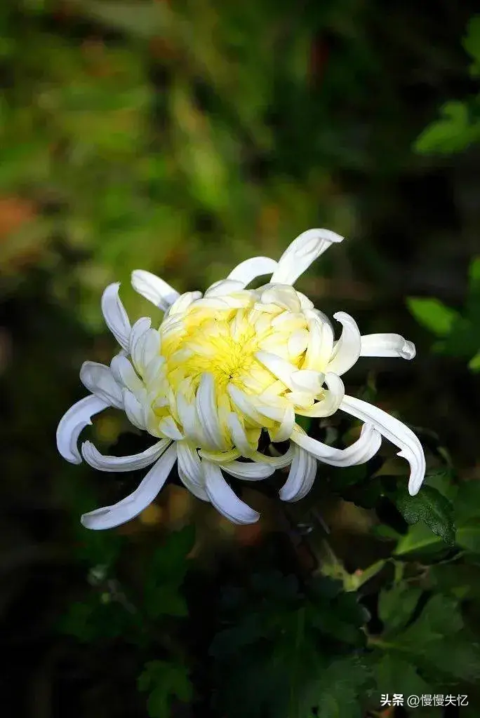 菊花哲理经典诗词（20首优美菊花古诗）