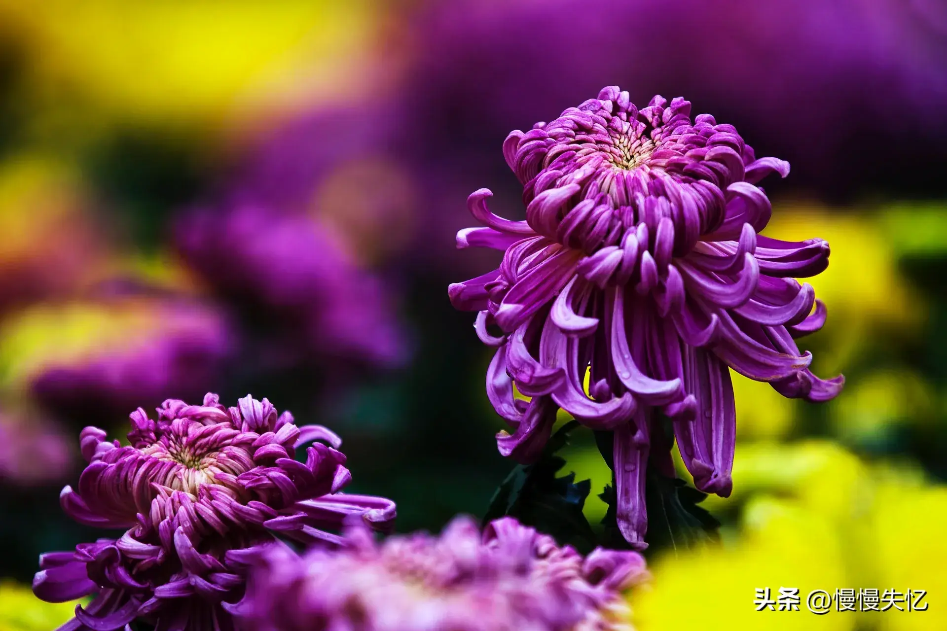 菊花哲理经典诗词（20首优美菊花古诗）