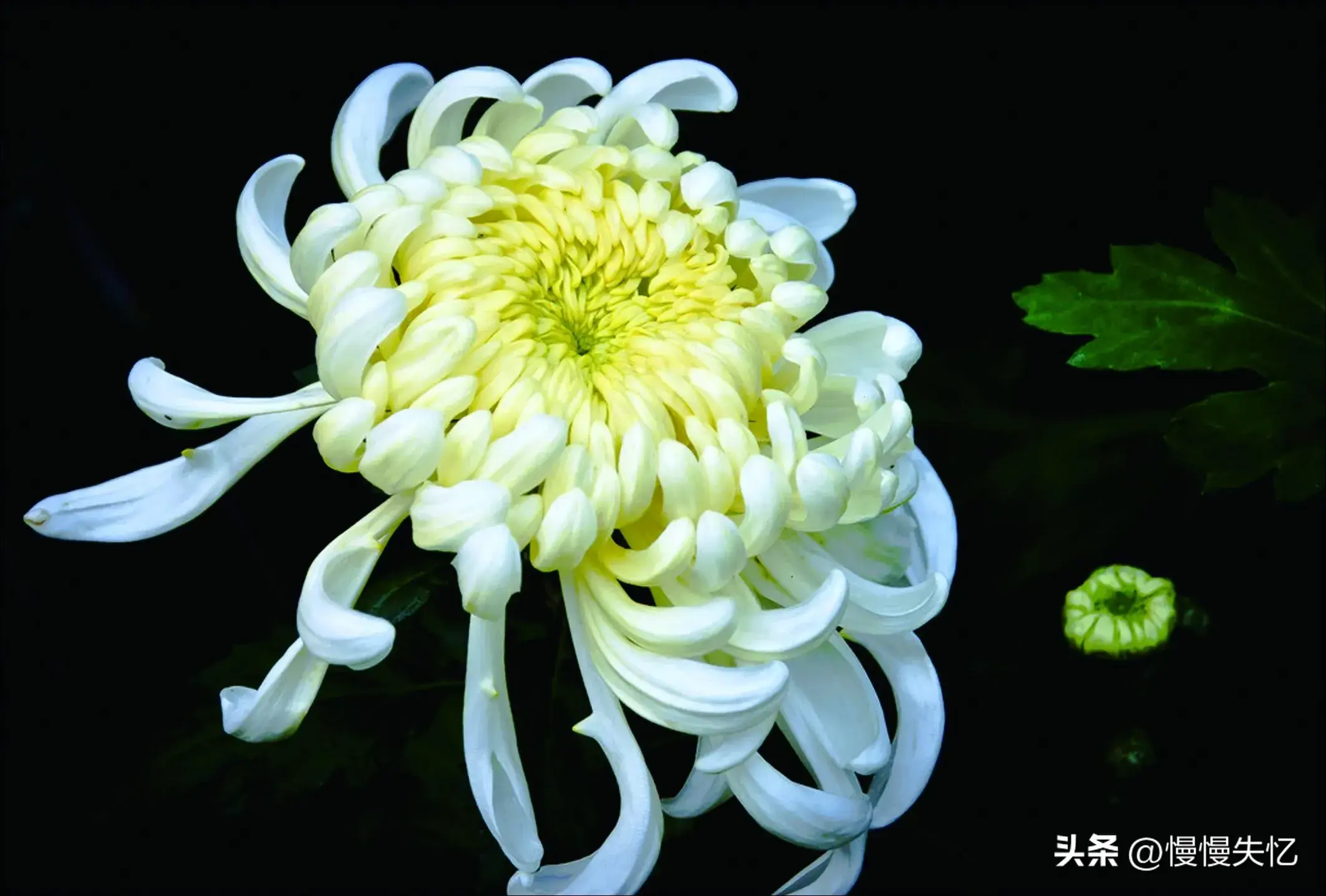 菊花哲理经典诗词（20首优美菊花古诗）