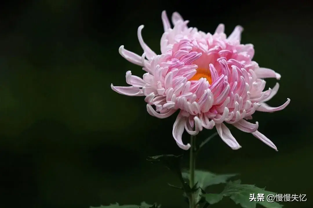 菊花哲理经典诗词（20首优美菊花古诗）