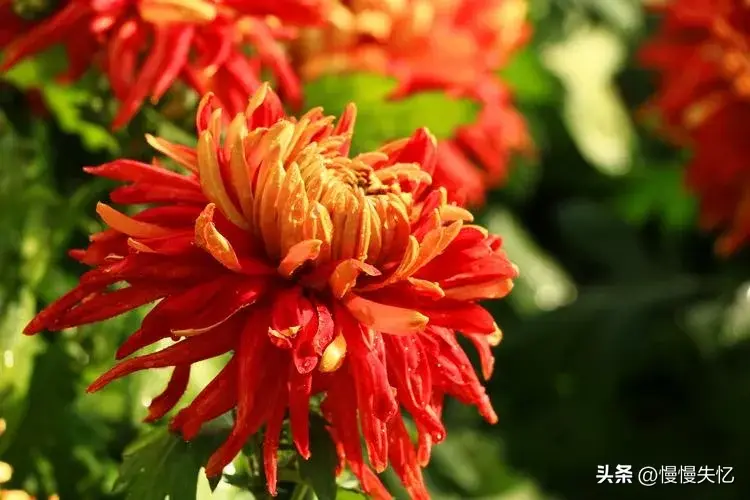 菊花哲理经典诗词（20首优美菊花古诗）