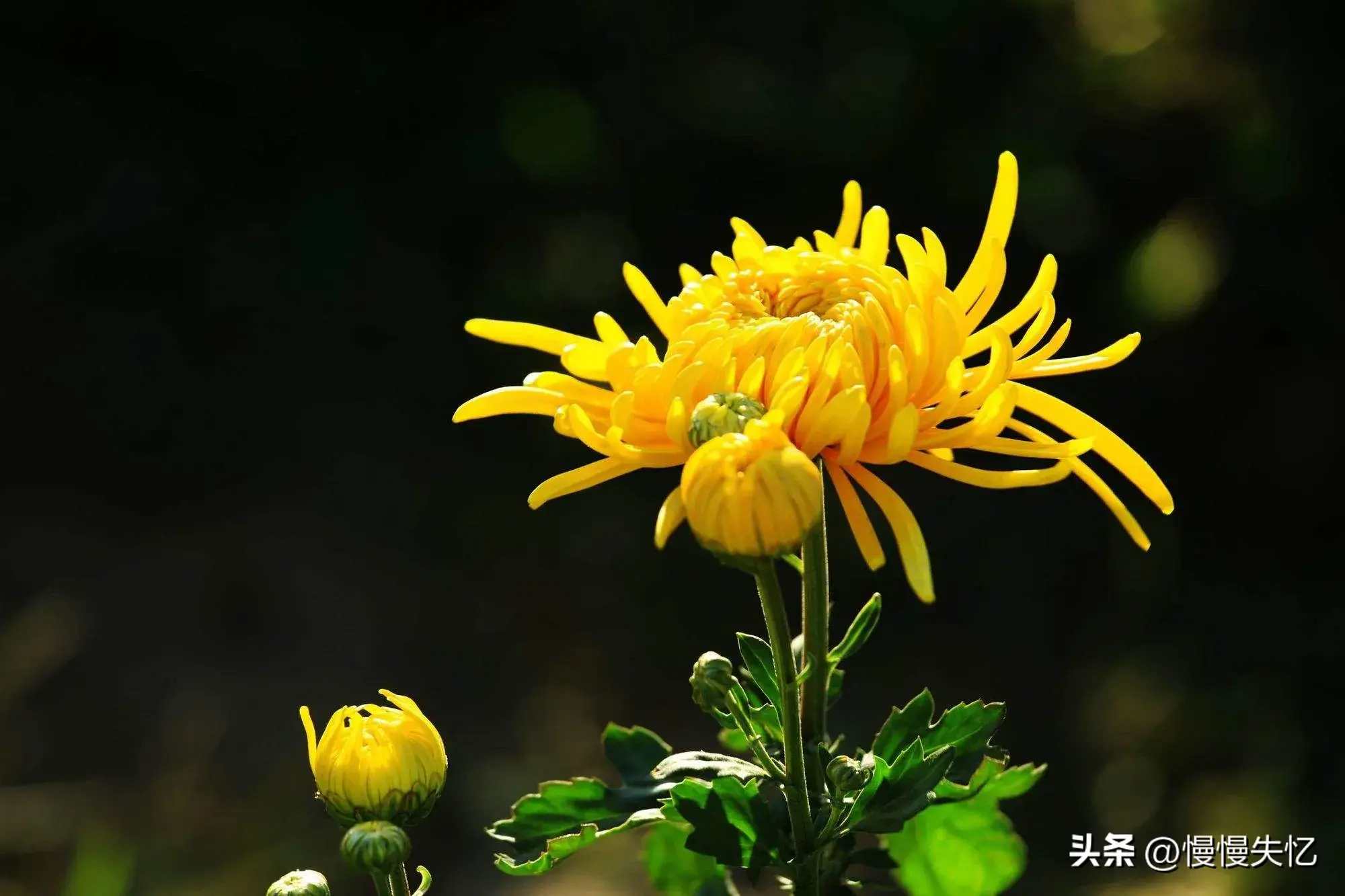 菊花哲理经典诗词（20首优美菊花古诗）