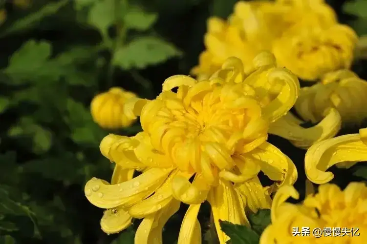 菊花哲理经典诗词（20首优美菊花古诗）