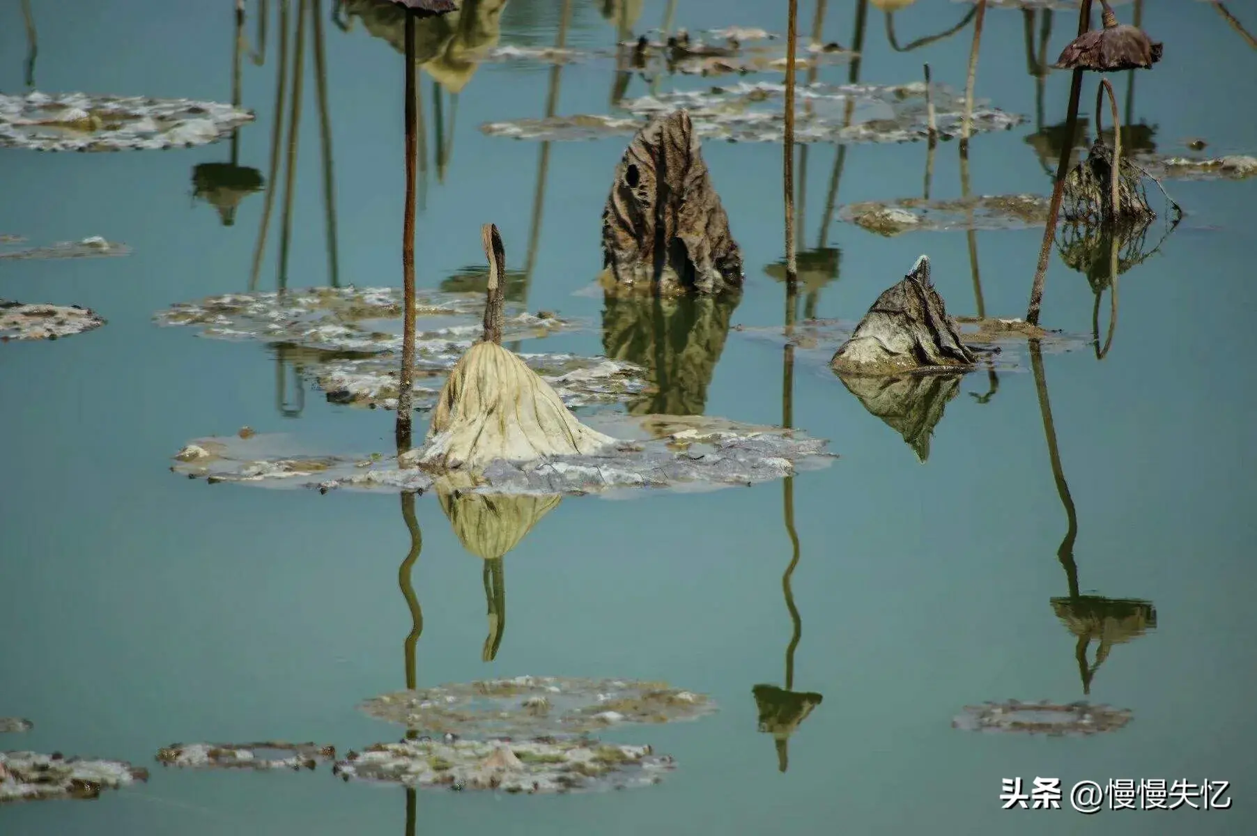 苏轼经典诗词名句（30句苏轼诗词名句）