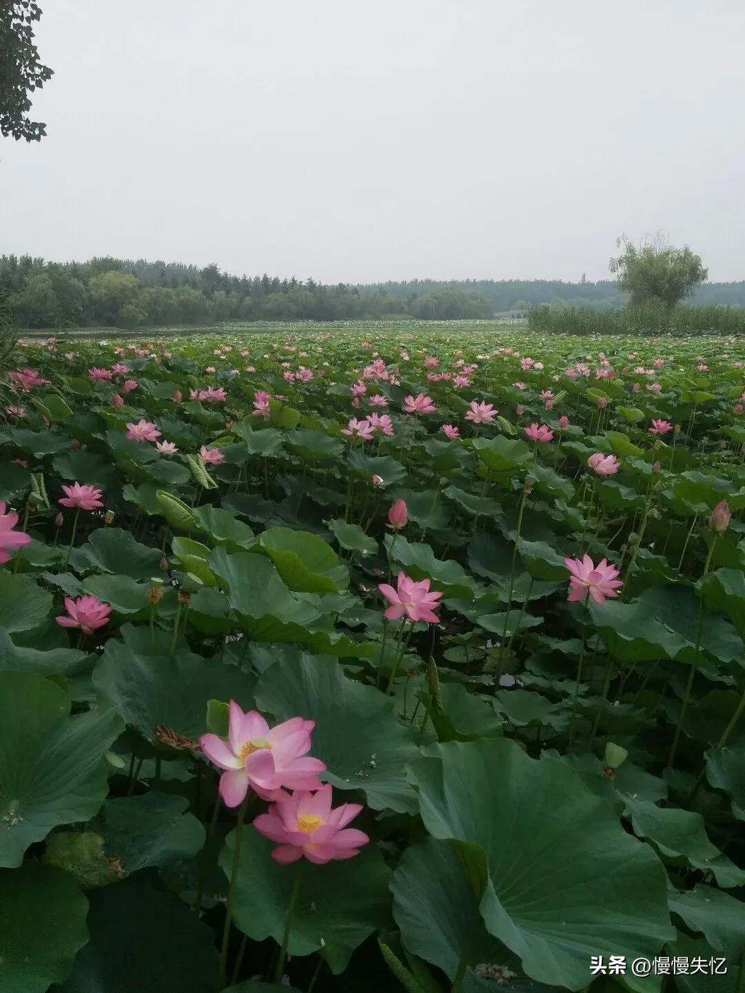 采桑子经典诗词大全，欧阳修十首《采桑子》