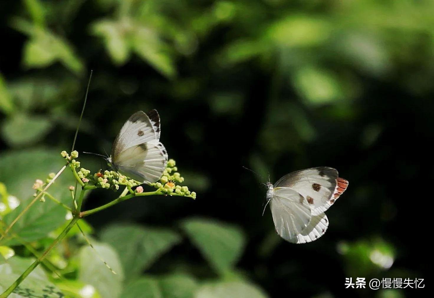 蝴蝶经典诗词有哪些（9首蝴蝶经典宋词）