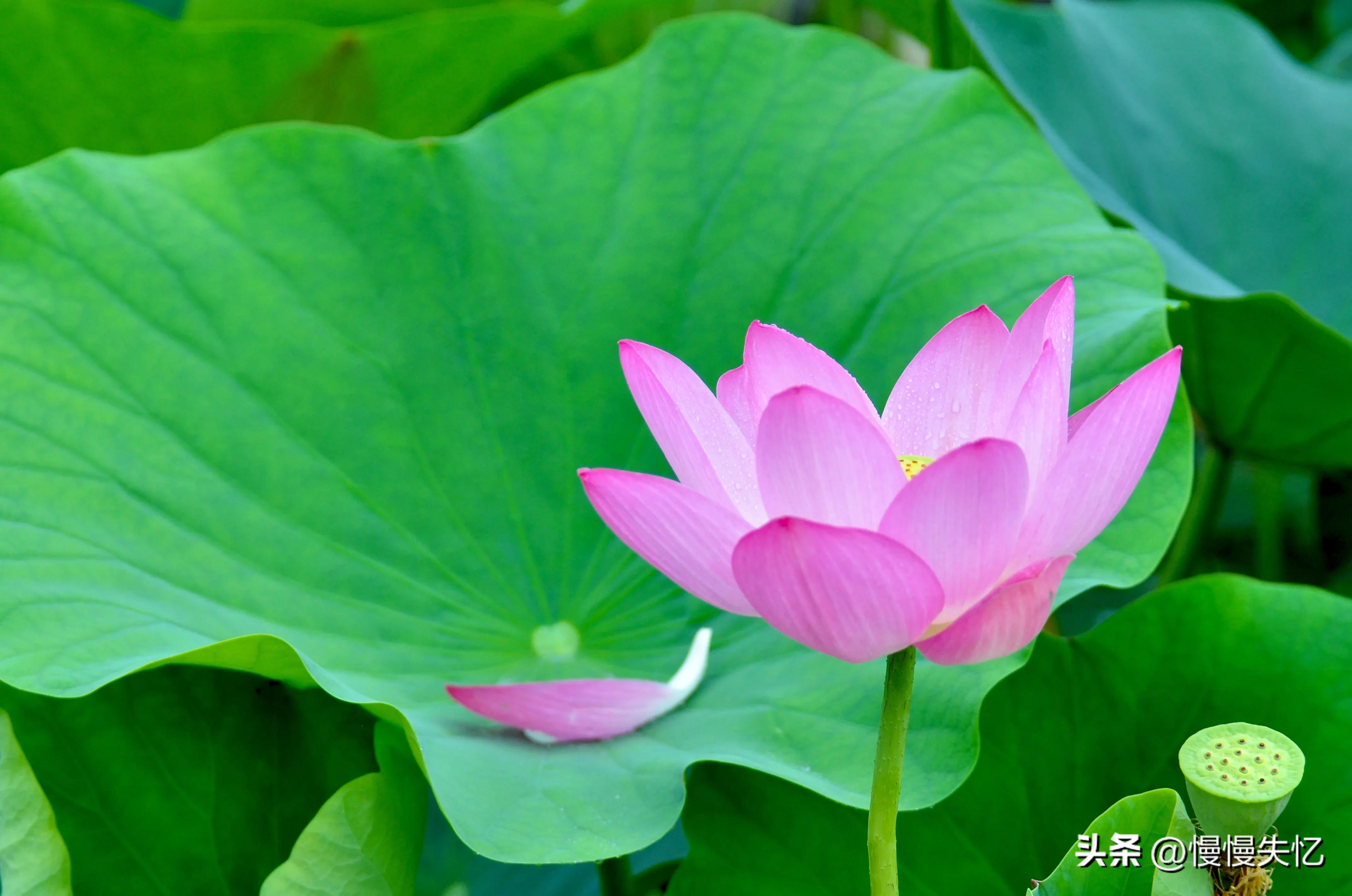 咏花经典诗词有哪些（50首咏花经典诗词）