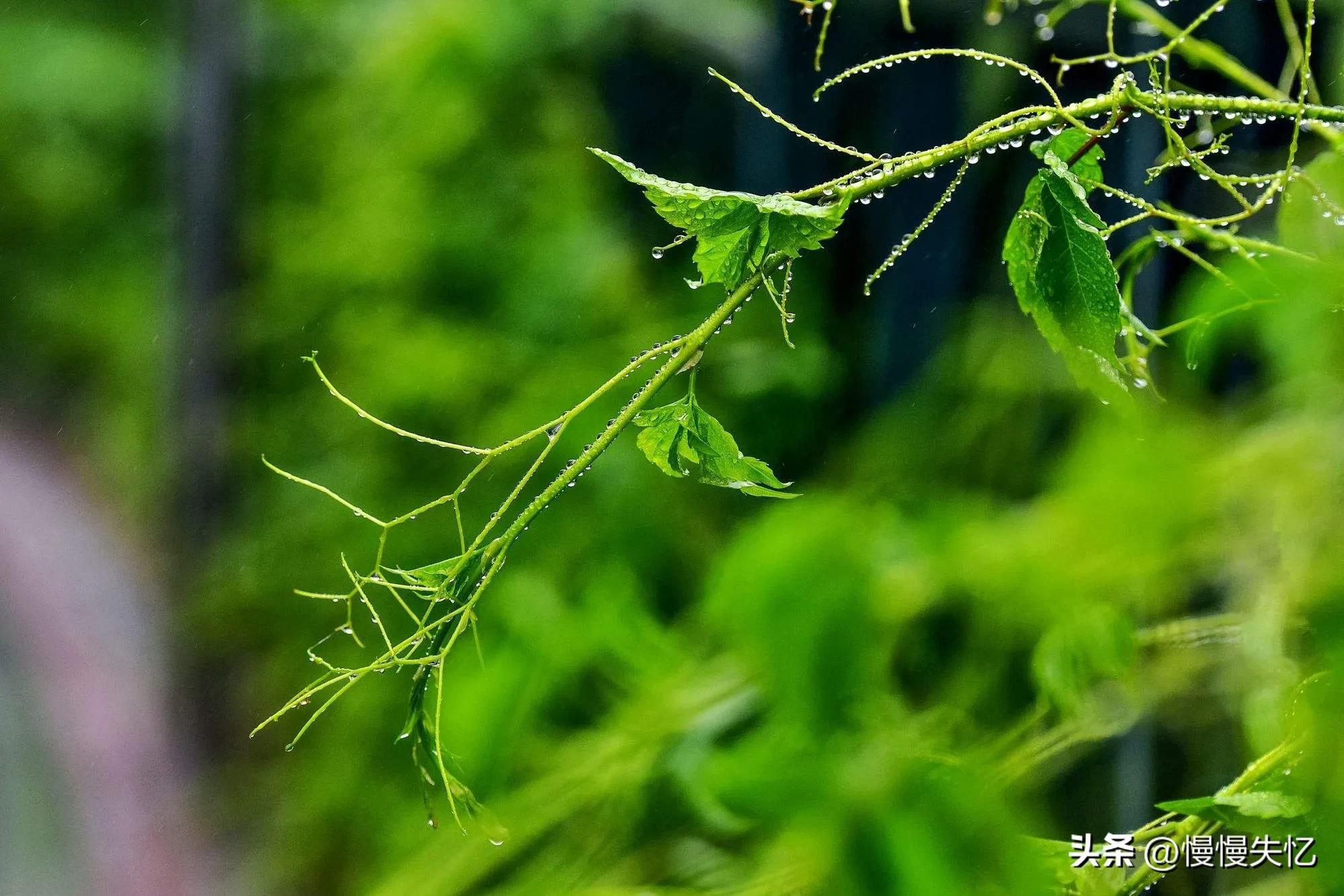 夏日经典诗词大全（二十首夏日唯美诗词）