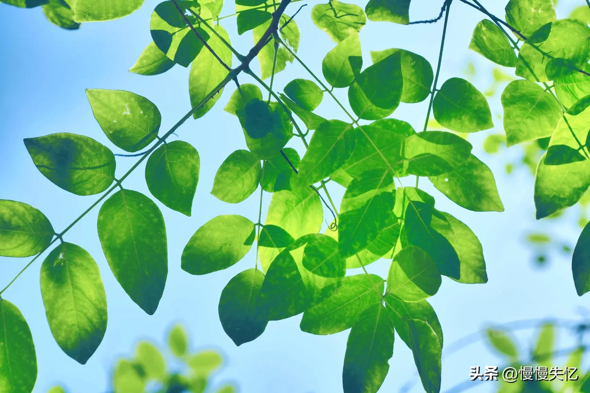 夏日经典诗词大全（二十首夏日唯美诗词）