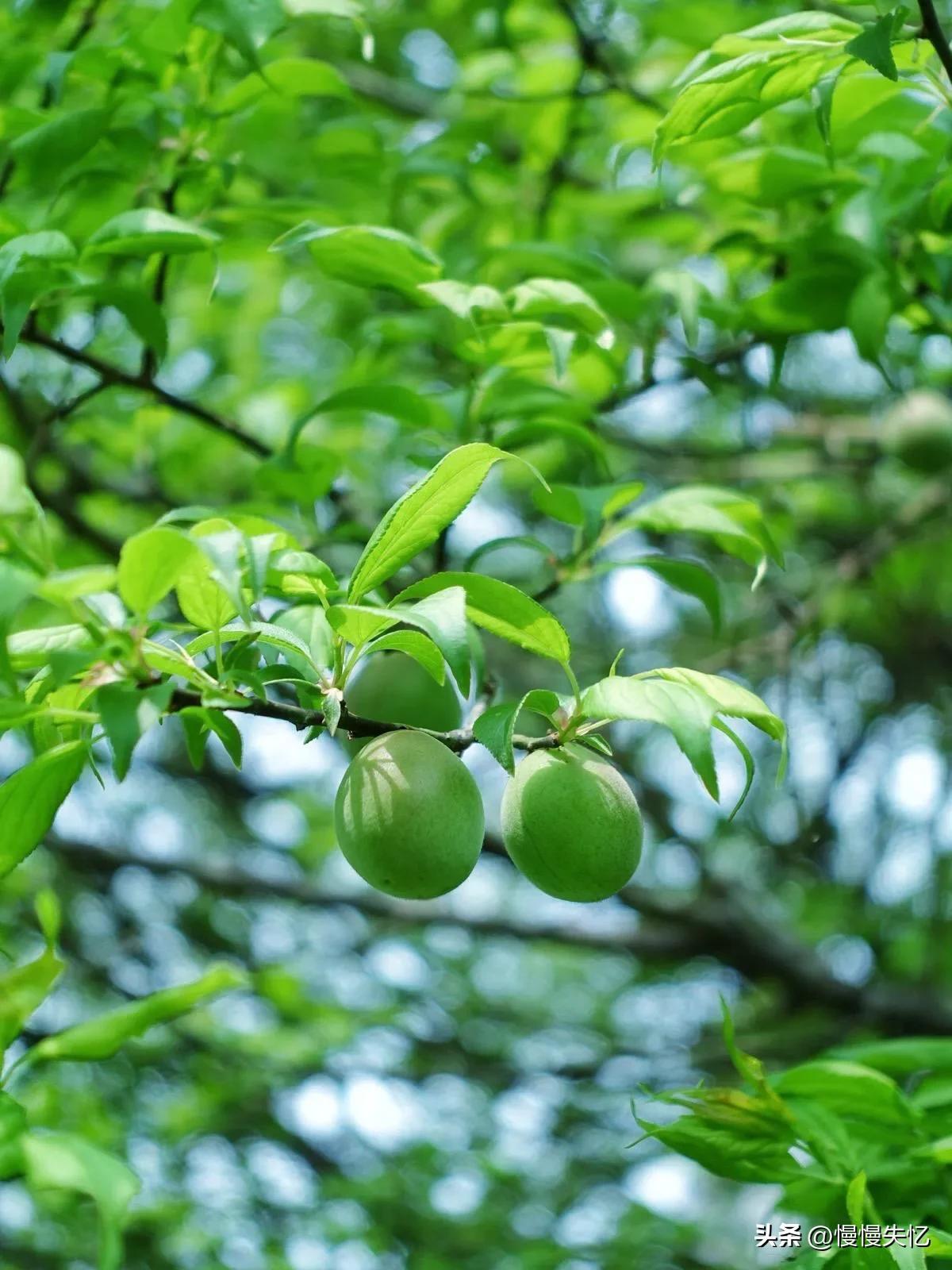 夏日经典诗词大全（二十首夏日唯美诗词）