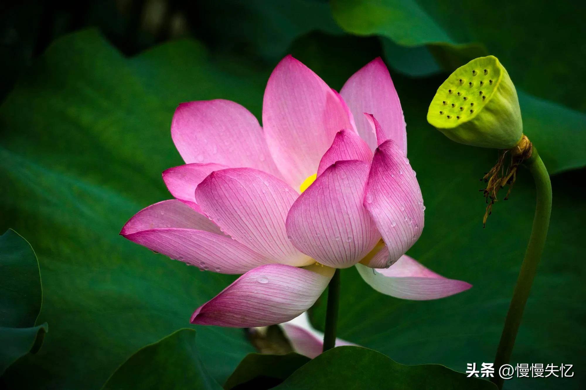 荷花意境经典诗词（推荐11首荷花唯美宋词）