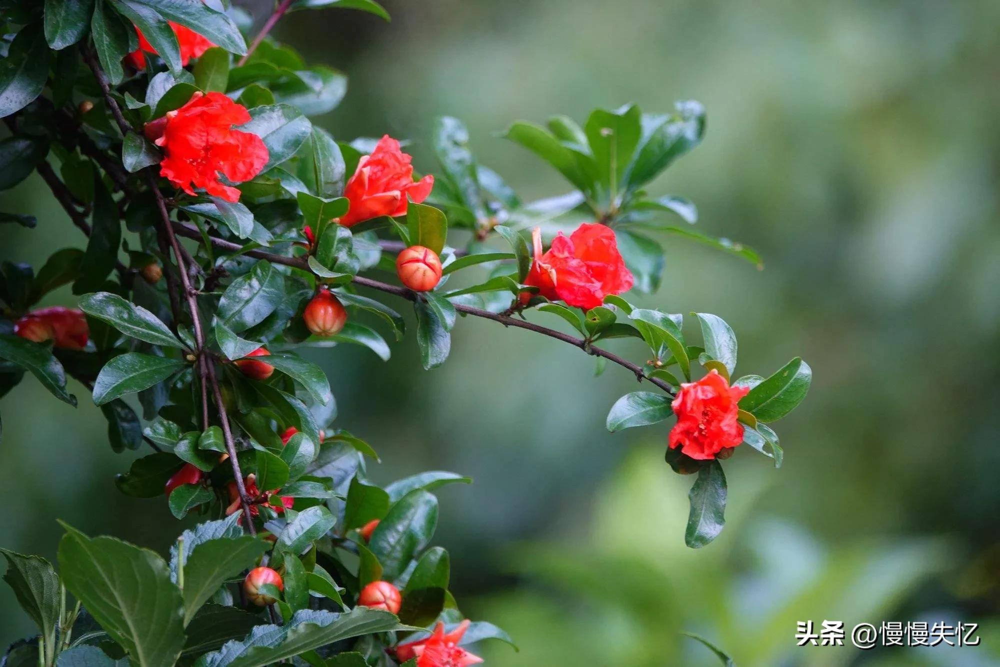 描写榴花经典的诗词（五首宋代榴花诗词）