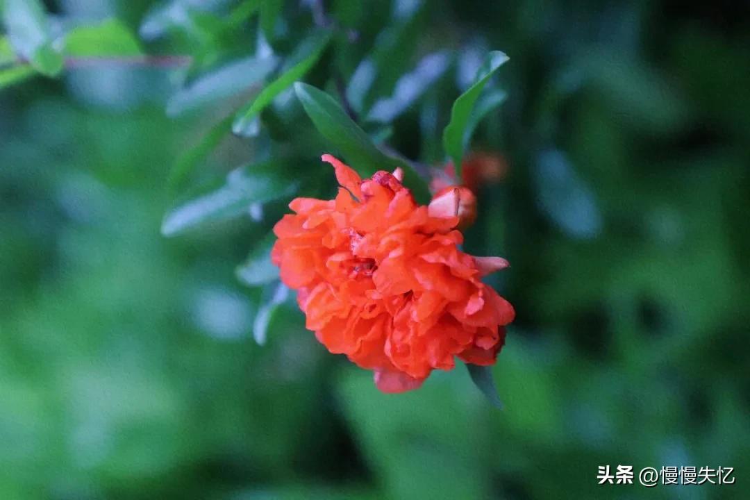 描写榴花经典的诗词（五首宋代榴花诗词）