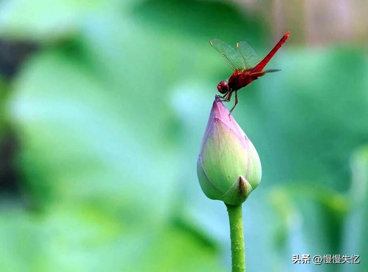 赞美榴花经典诗词（杨万里著名的20首七绝）