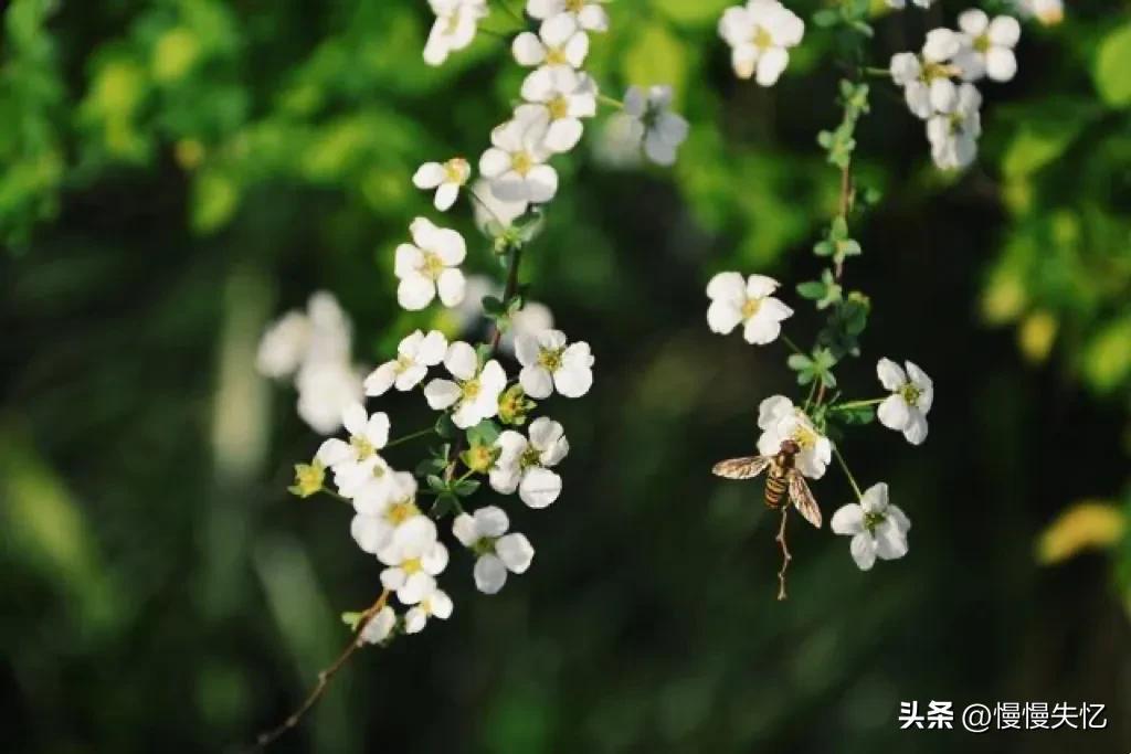 范成大经典诗词有哪些（范成大十首经典宋词）