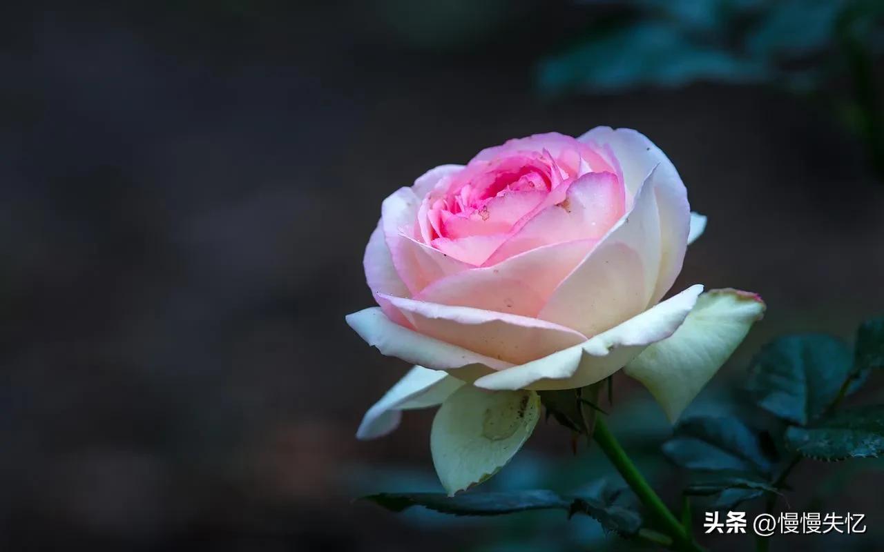 只道花无十日红，此花无日不春风（推荐六首宋代月季花诗词）