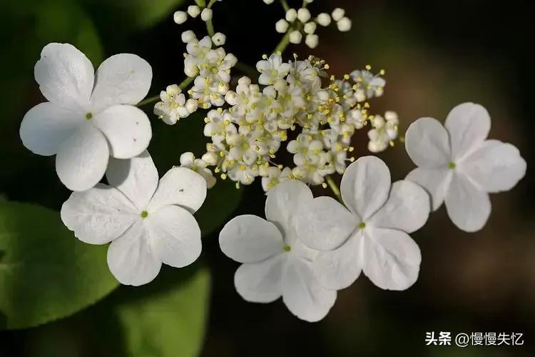 琼花经典诗词有哪些（六首琼花经典诗词）