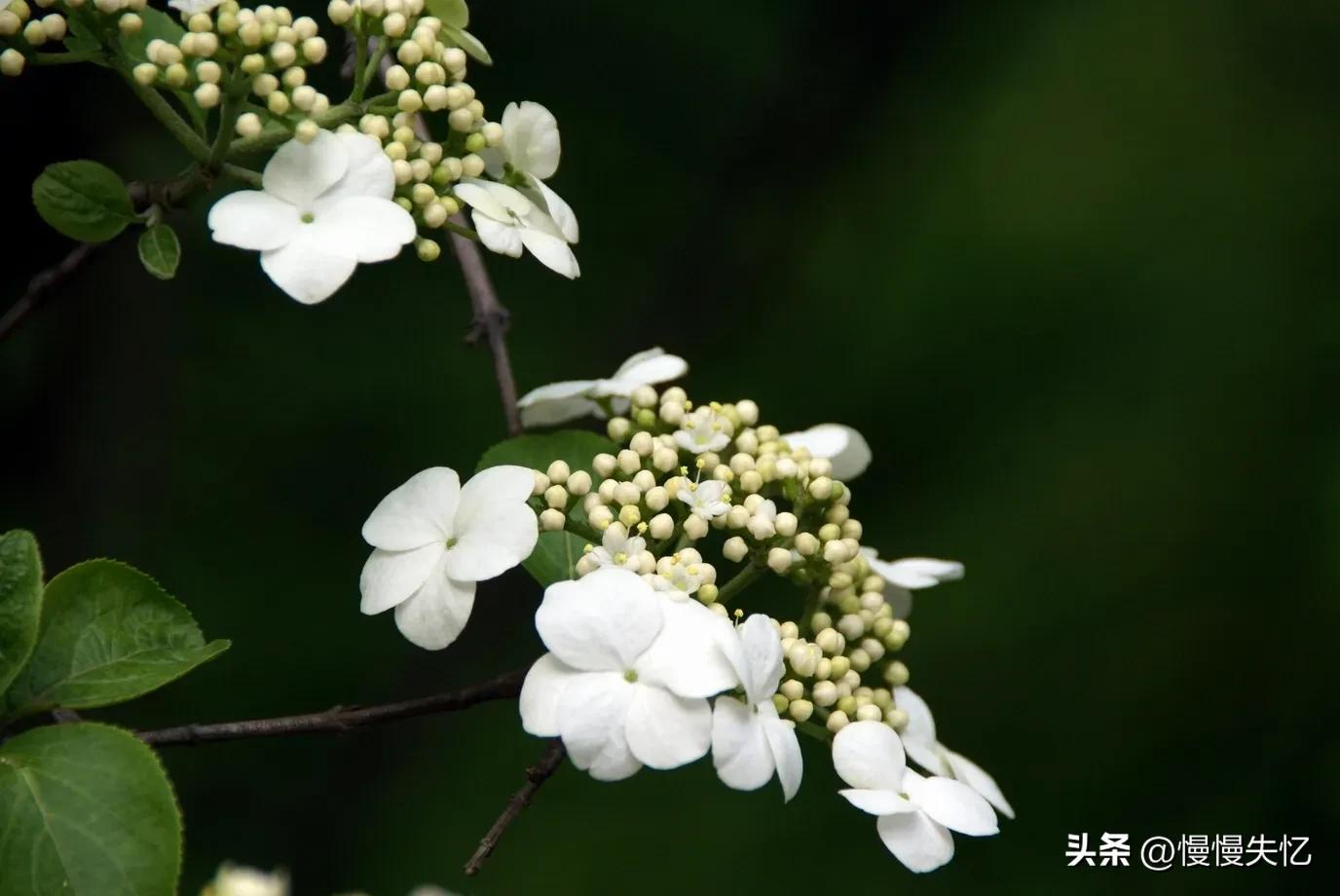 琼花经典诗词有哪些（六首琼花经典诗词）