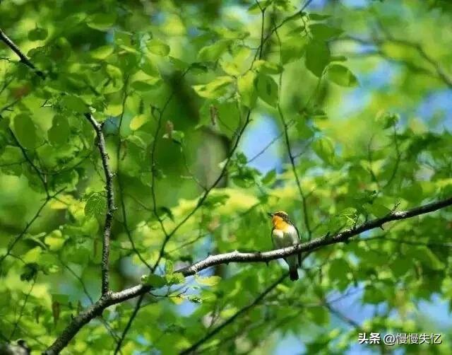 陆游经典诗词名句（陆游14首初夏诗词）