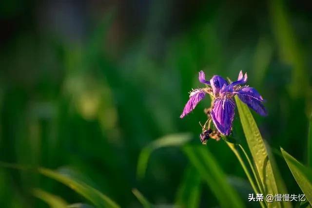 陆游经典诗词名句（陆游14首初夏诗词）