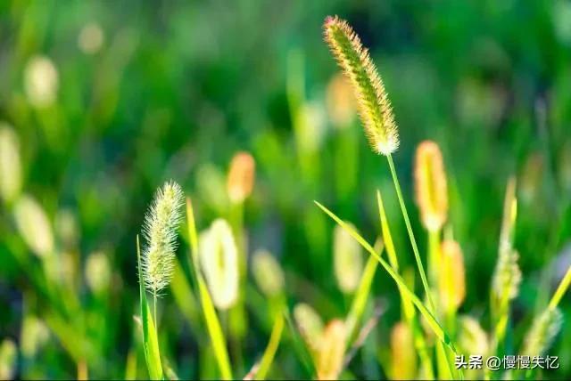 初夏经典诗词大全（20首经典初夏诗词）