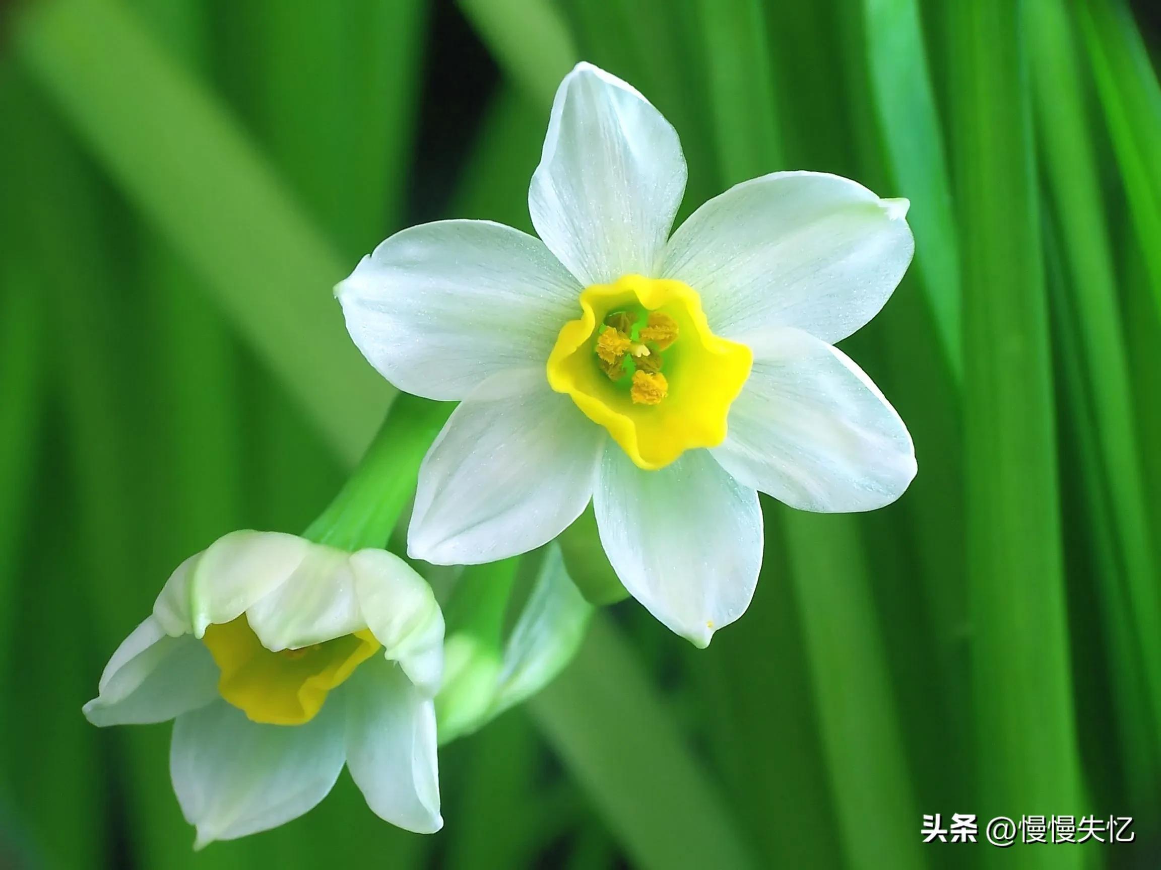 凌波仙子生尘袜，水上轻盈步微月（推荐7首宋代水仙花诗词）