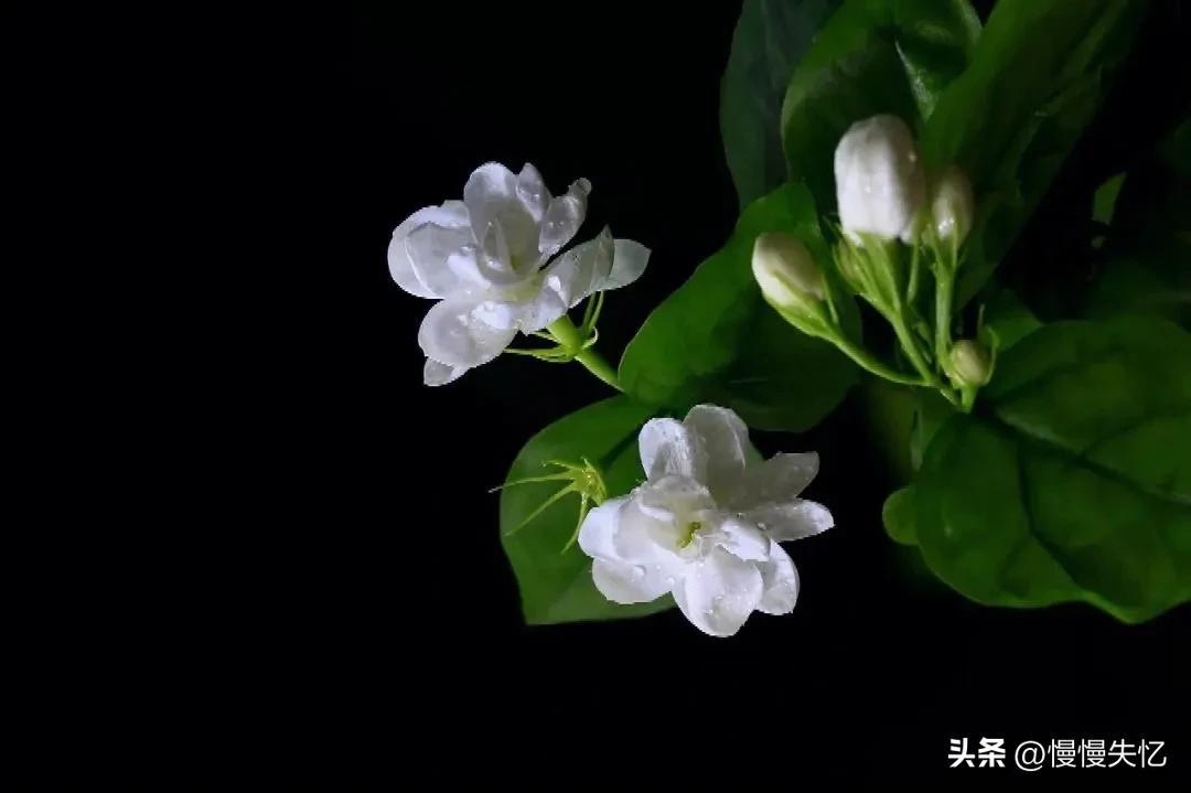 茉莉花月亮经典诗词（7首宋代茉莉花诗词）