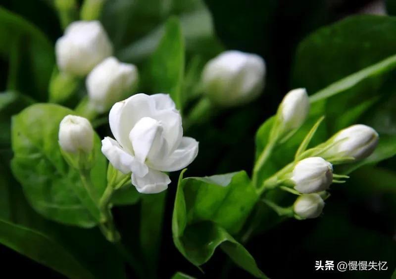 茉莉花月亮经典诗词（7首宋代茉莉花诗词）