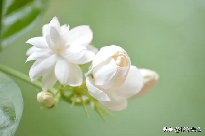 茉莉花月亮经典诗词（7首宋代茉莉花诗词）