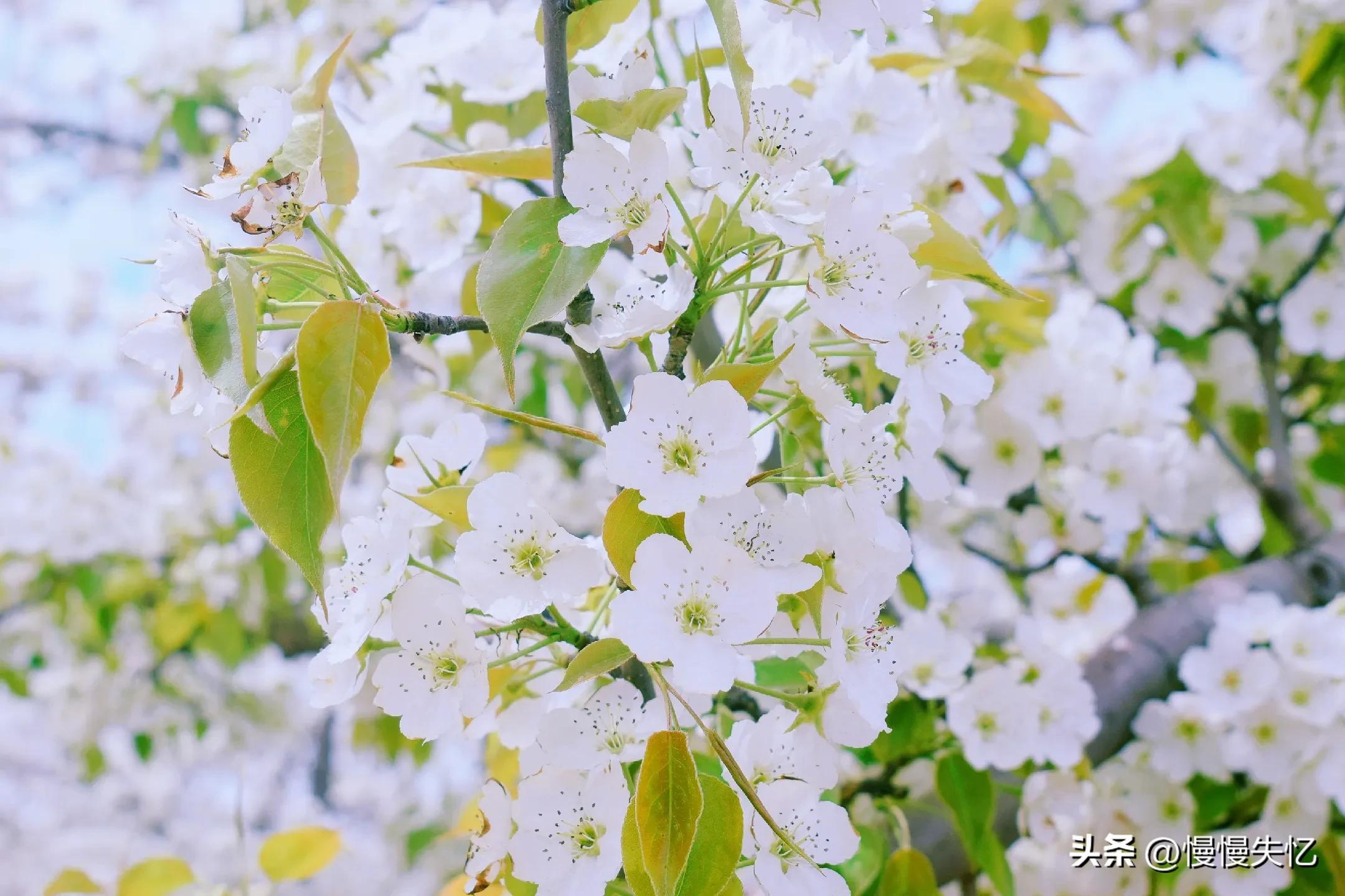 占断天下白，压尽人间花（推荐六首梨花经典诗词）