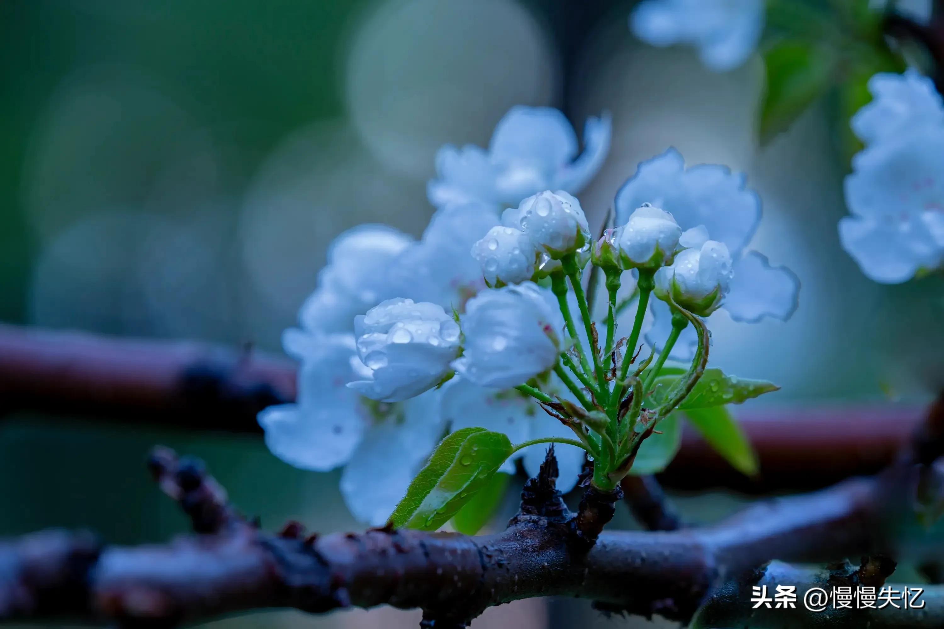 占断天下白，压尽人间花（推荐六首梨花经典诗词）