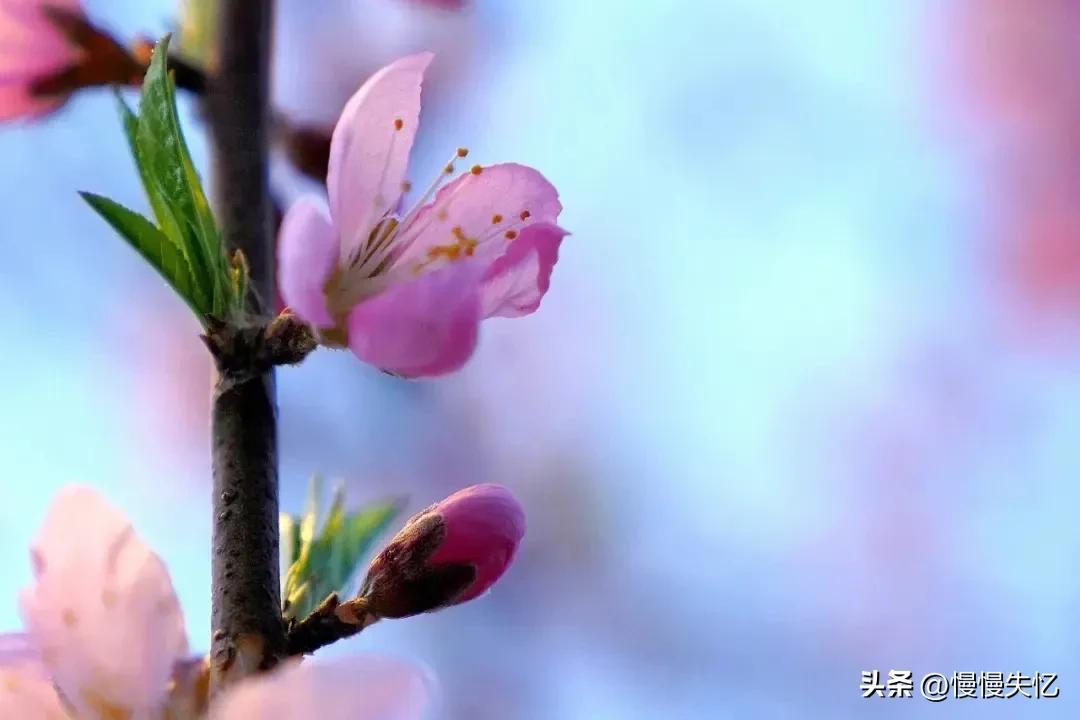 桃花经典诗词有哪些（七首宋代桃花诗词）