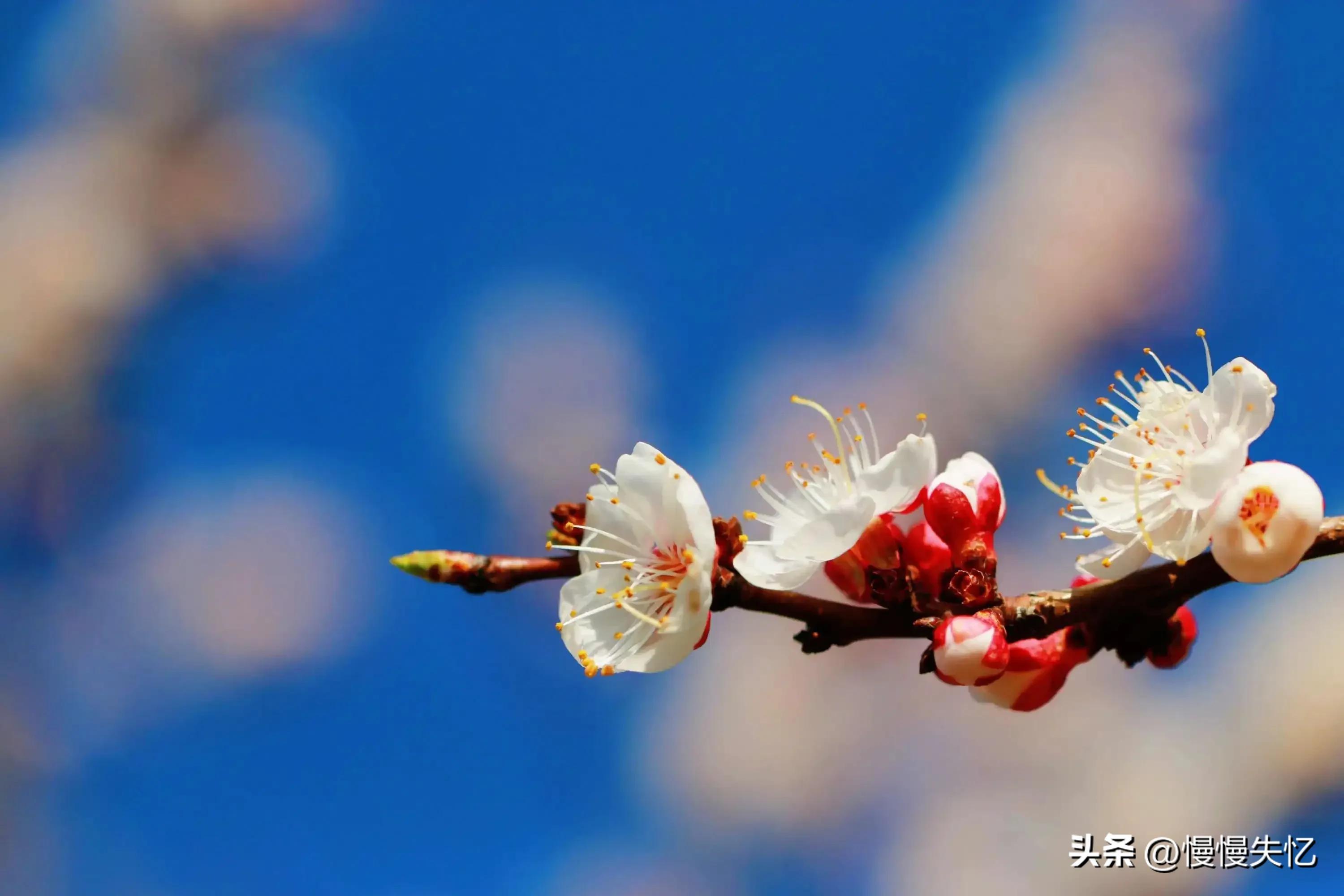 杏花经典诗词大全（9首宋代杏花诗词）