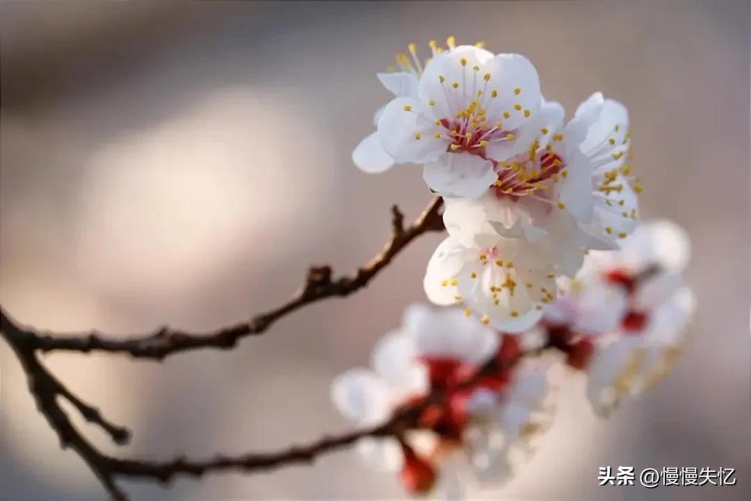 杏花经典诗词大全（9首宋代杏花诗词）