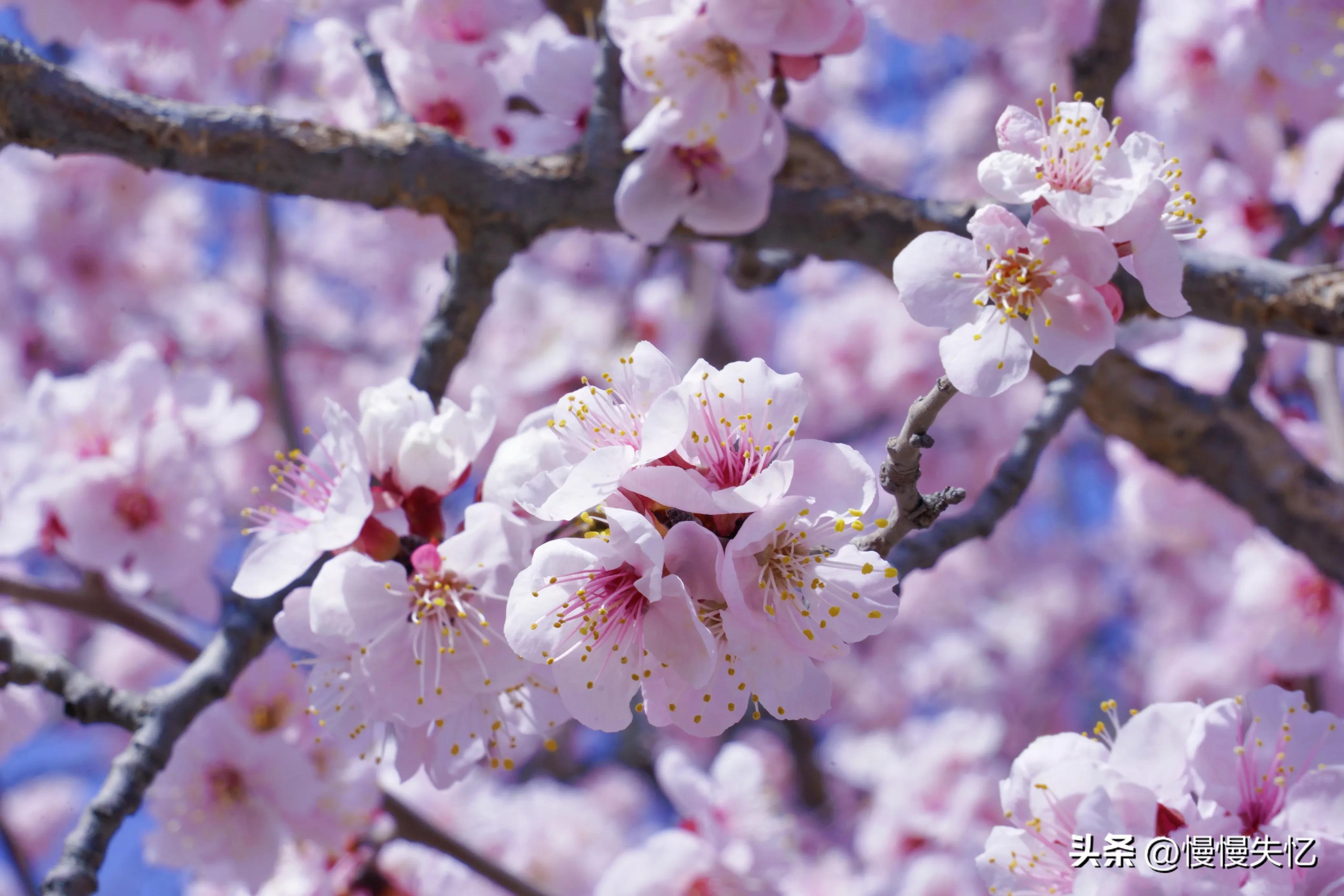 杏花经典诗词大全（9首宋代杏花诗词）