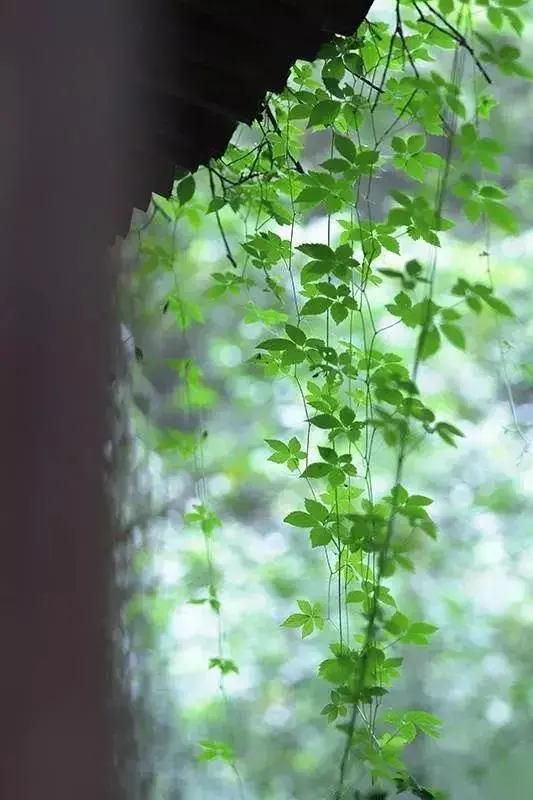 因过竹院逢僧话，又得浮生半日闲（三首时光经典诗词）